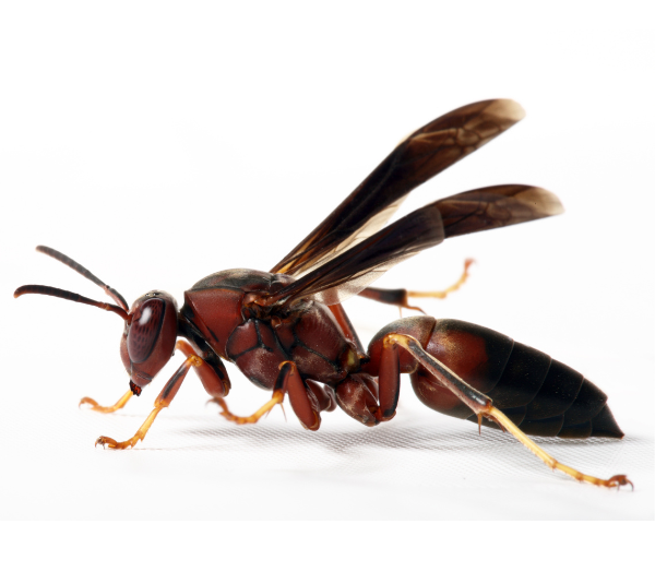 Darazsak megtelepedése családi házas