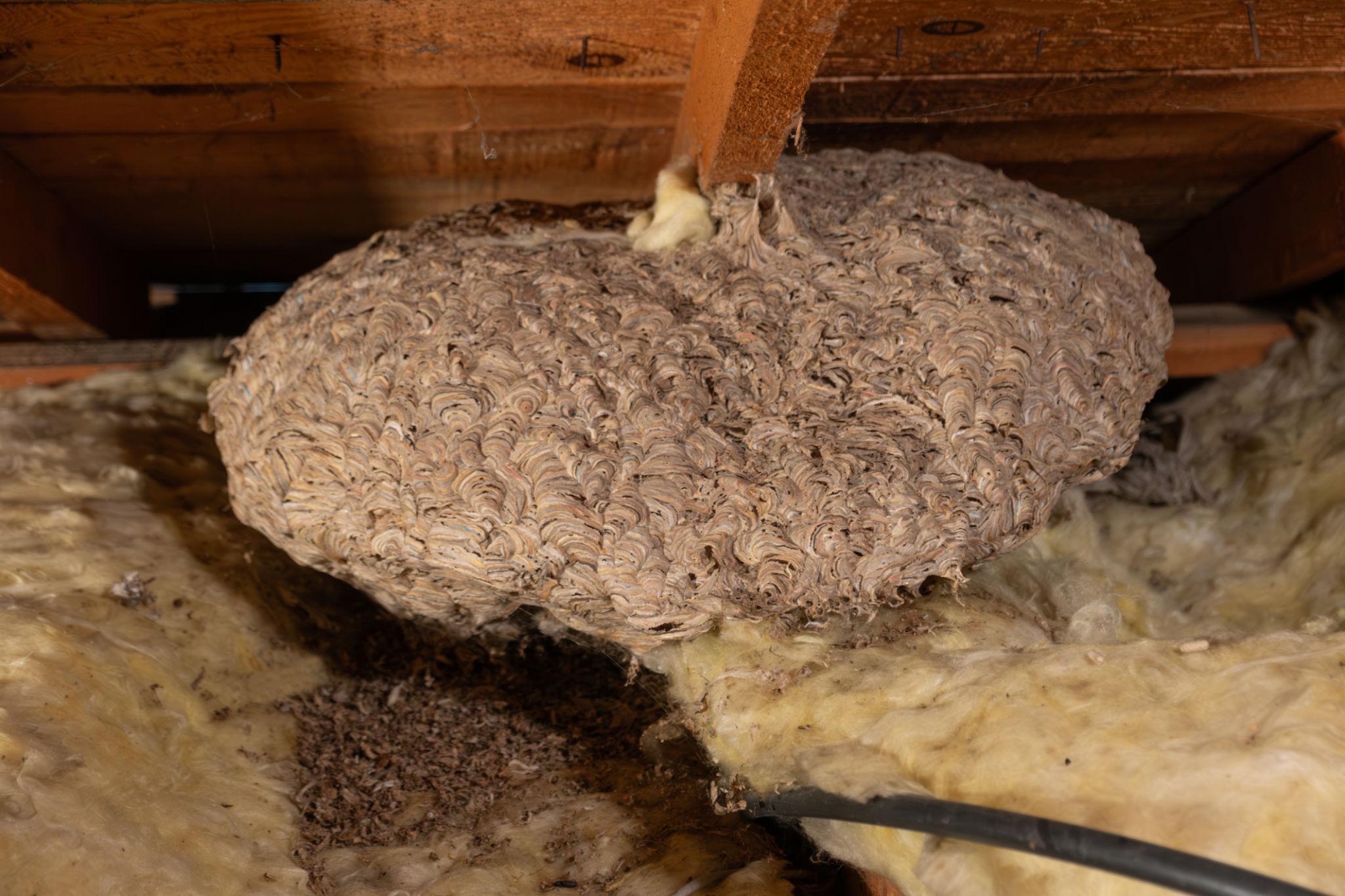 Darázsirtás családi házaknál