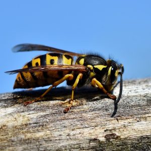 hornet-3336385_1280