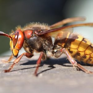 insect-3341970_1280