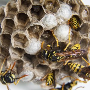 swarm-1903243_1280