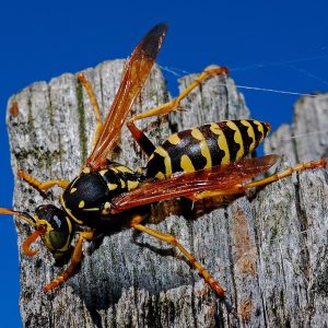 wasp-564609_1280