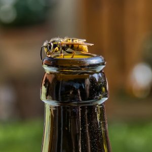 wasp-6126350_1280