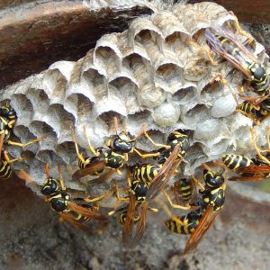wasp-664767_1280