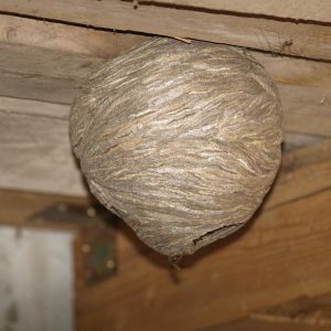 wasp-nest-856671_1280